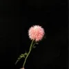 Piccola pallina rosa spinosa