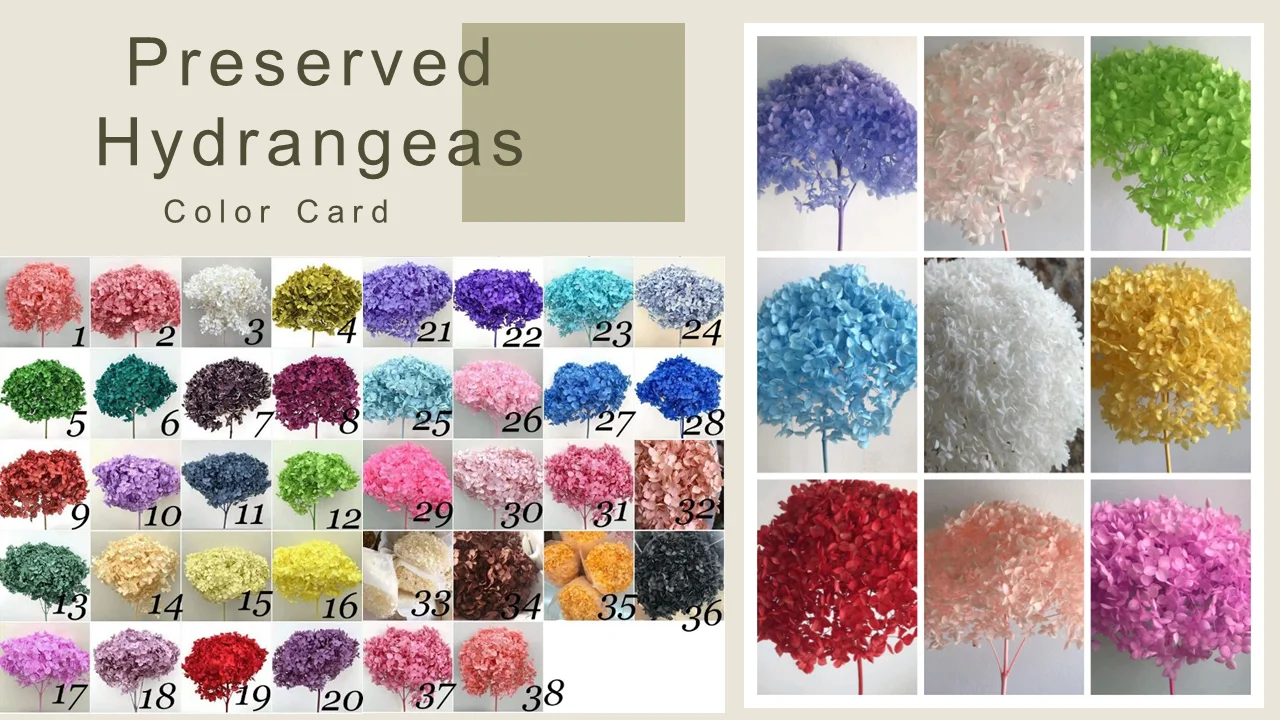 Wholesale Dry Hydrangea Dried Flowers Big Cream Preserved Plants