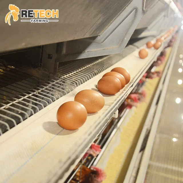 Design Modern Environment Control Shed Poultry Farm System Commercial Chicken Farm Business Plan