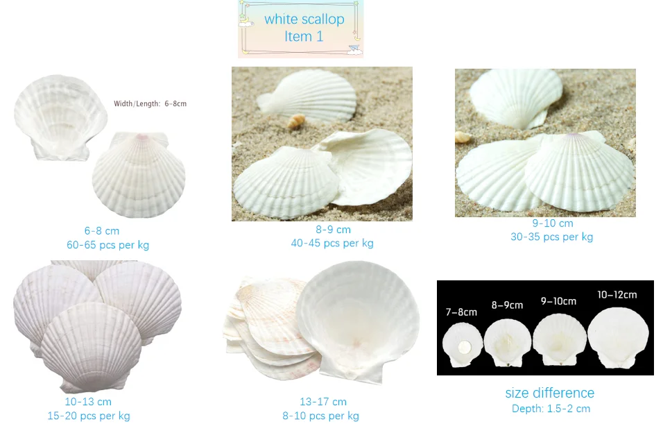 Sc Shaped Shell Colorful Scallop Shells - Natural Sea Shells for Crafts