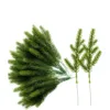 Pine Branches