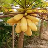 Confezione in pellicola trasparente ppd ecologica: 10 papaie