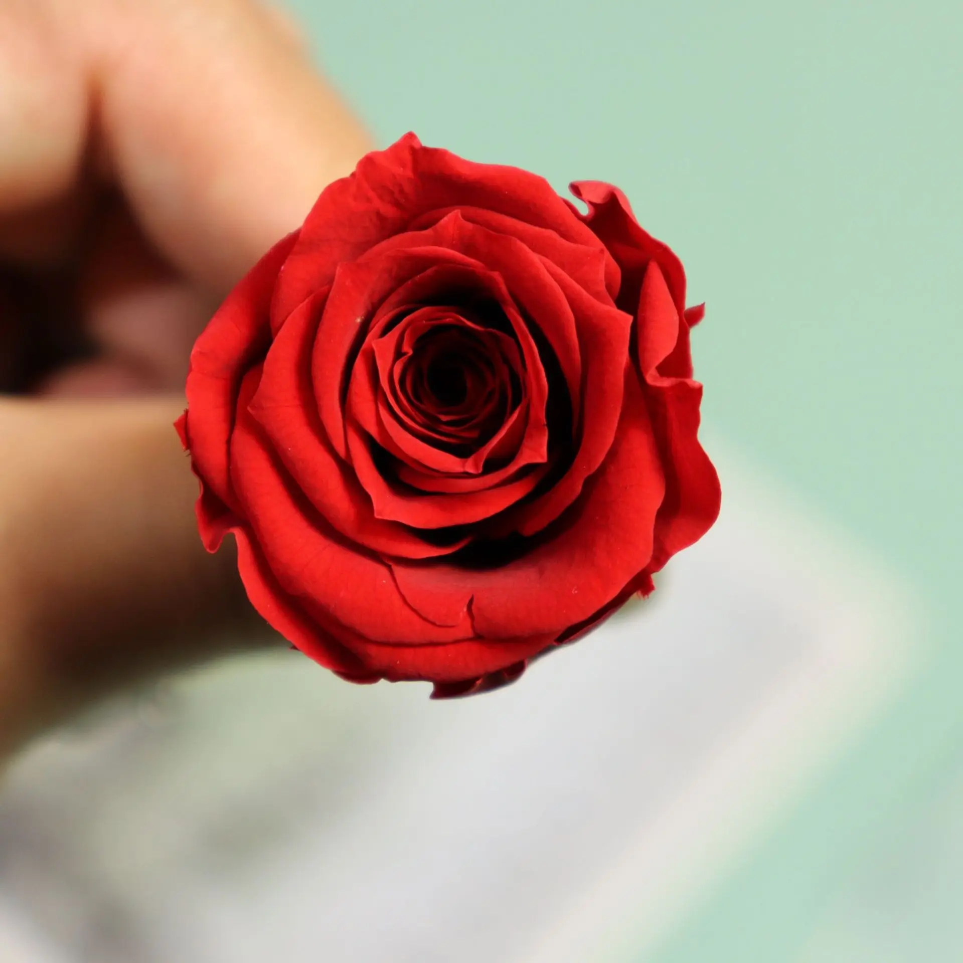 High Quality A Grade 2~3cm Rose Eternel Artificial Flowers Rose Heads Dried  Red Roses Gift - Buy A Grade 2~3cm Rose Holiday Gift Products,Factory Spot  Exquisite Rose Gift Rose Permanent Rose,Exquisite Luxury
