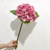 rosa 3