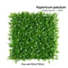 Green Hypericum patulum