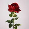 Rosa rossa