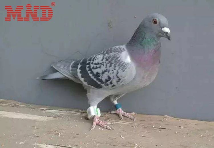 Colorful Animal tracker Benzing System Rfid Pigeon Bird Foot Ring Tag with Chips