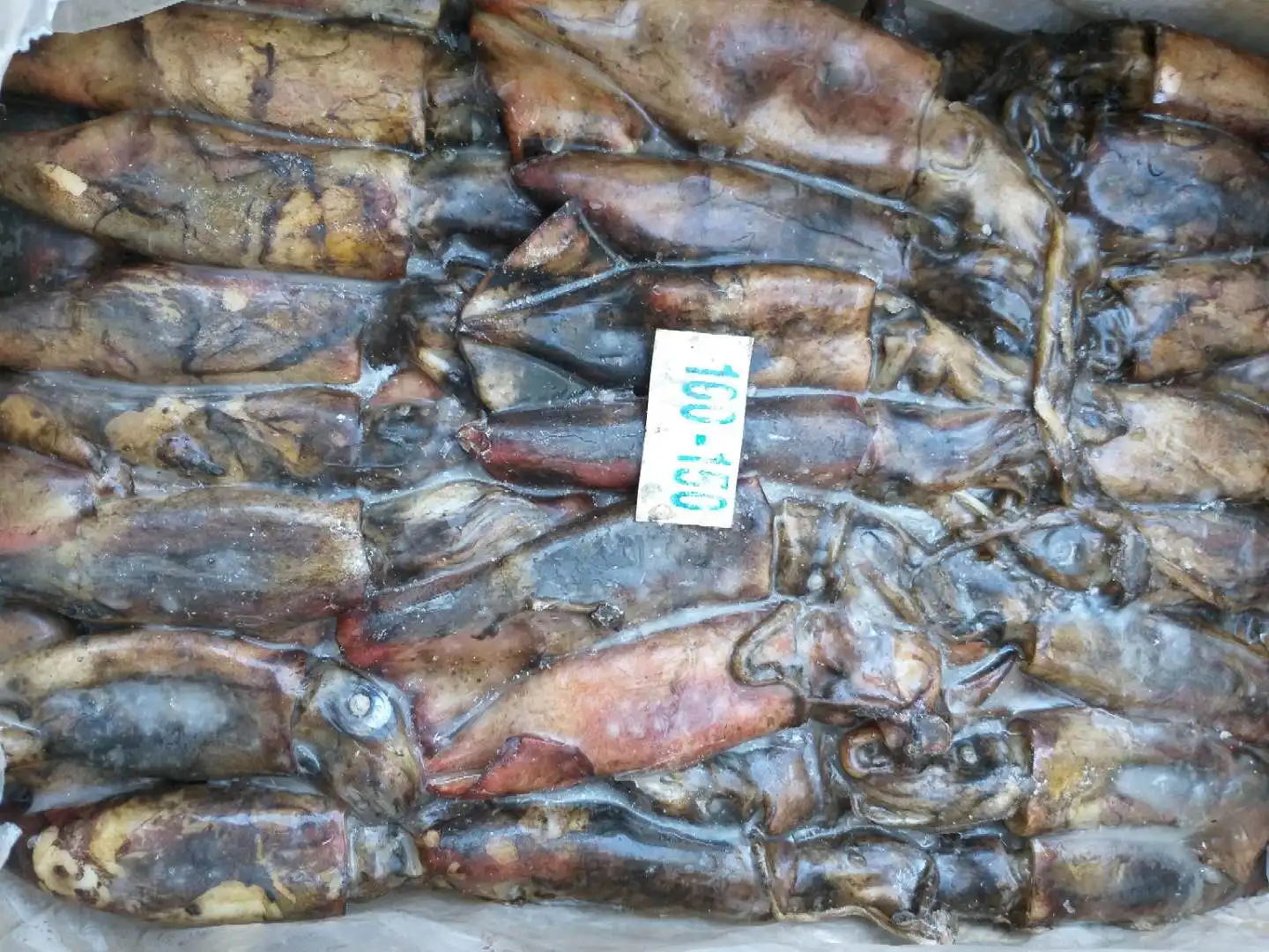 だ*ま様 brunt squid l ブラック Black-Squid-1.jpg