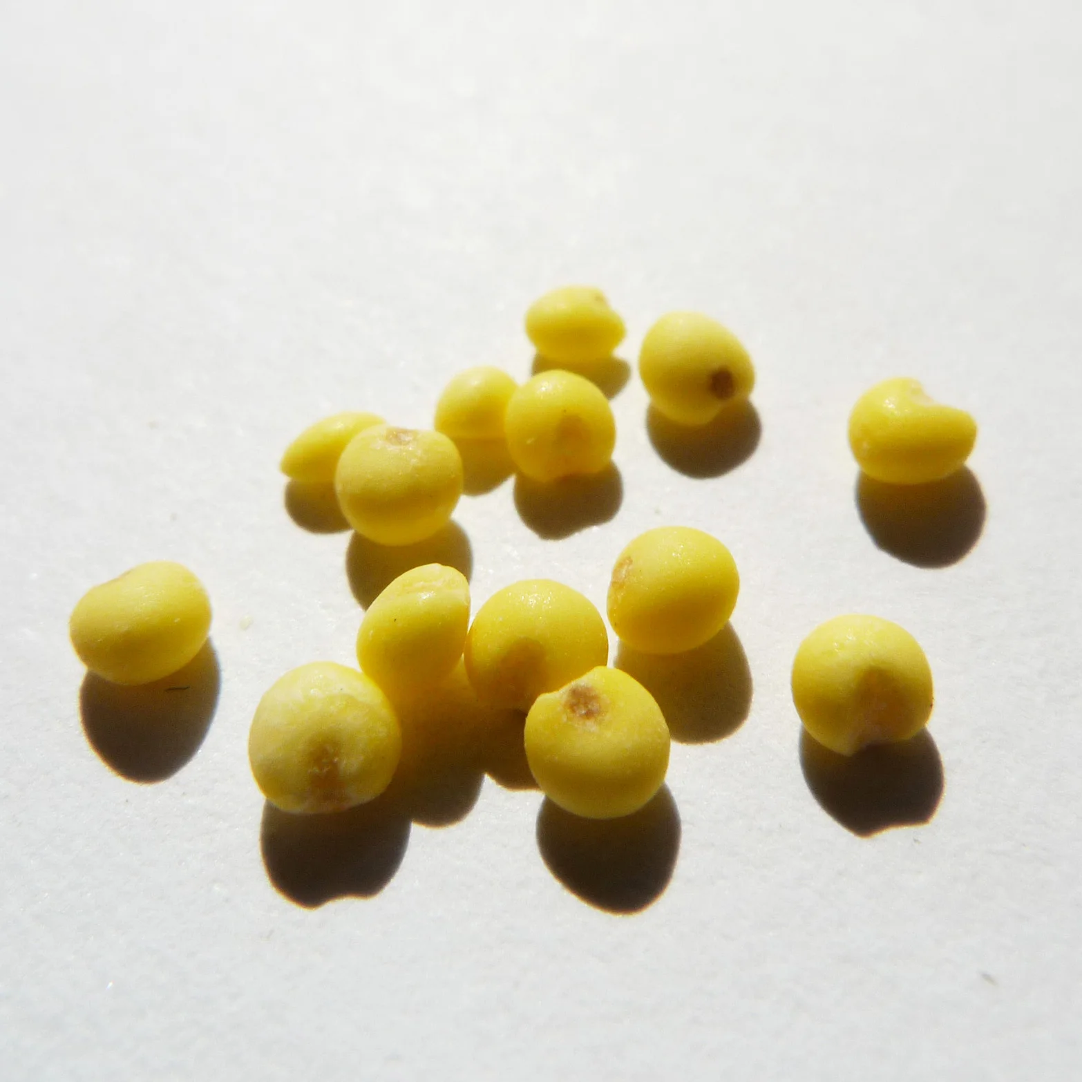 Yellow Millet /millet Noodle/millet Intensive Processing Products Buy