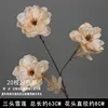 Branche de lotus des neiges à trois têtes couleur champagne