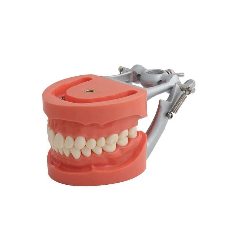 Mô hình giải phẫu hàm răng người