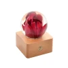Red Tulip
