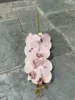 แชมเปญ