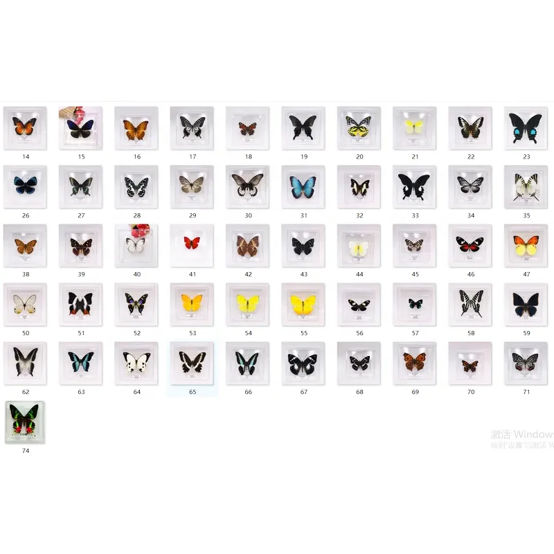 Peru Morpho helena 98mm very small rare Rare Real Butterfly Morpho