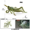 Colorido M-2715 Saltamontes
