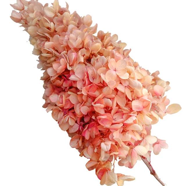 Real Hydrangea Paniculata wedding paty decorative flower natural wood hydrangea flower conical flower preserved hydrangea
