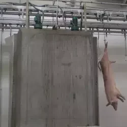 Customized automatic pig slaughterhouse with slaughtering equipment