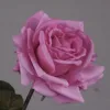 สีม่วง