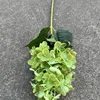 4 # colle douce tactile pagode hortensia-vert