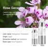 Geranium (Egypt)
