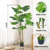 6.5ft monstera plants