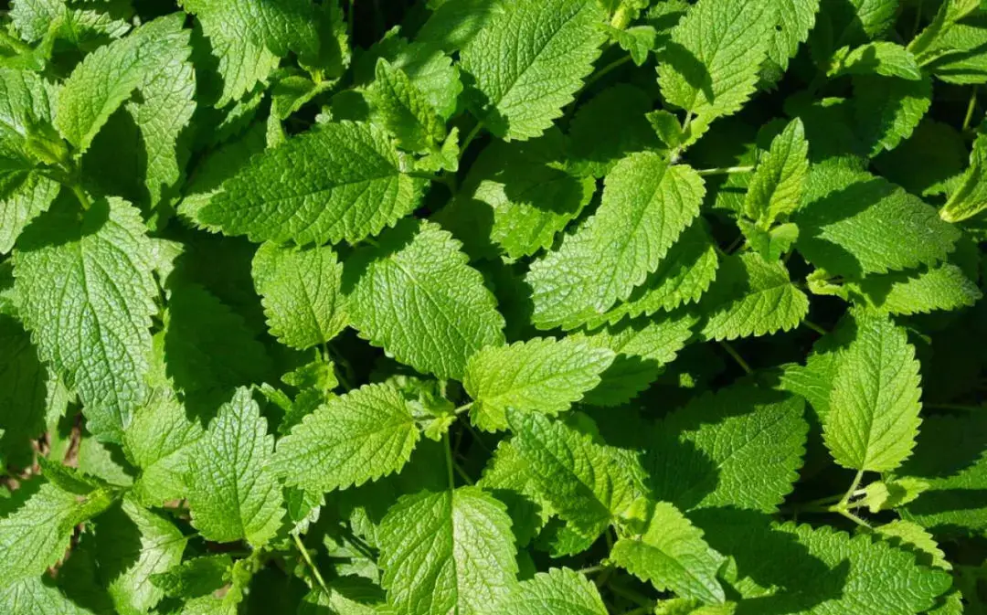 Factory Price Natural Mint Flavor Powder/Peppermint Extract/white Mint Powder
