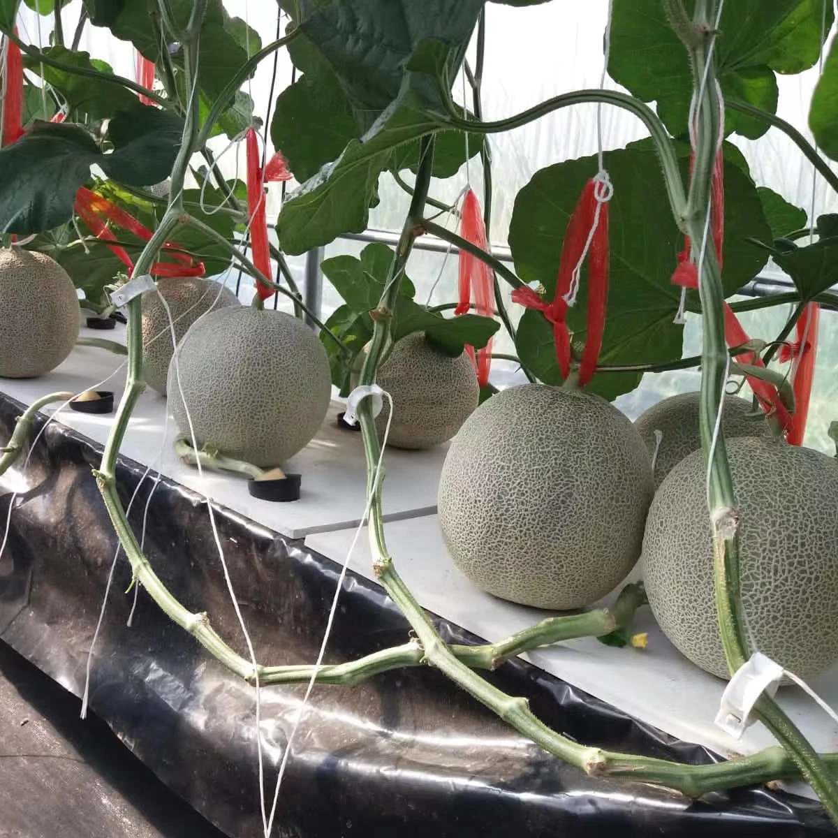 Dwc Raft Xps Floating Rafts For Commercial Growing Greenhouse - Buy Dwc Floating ...