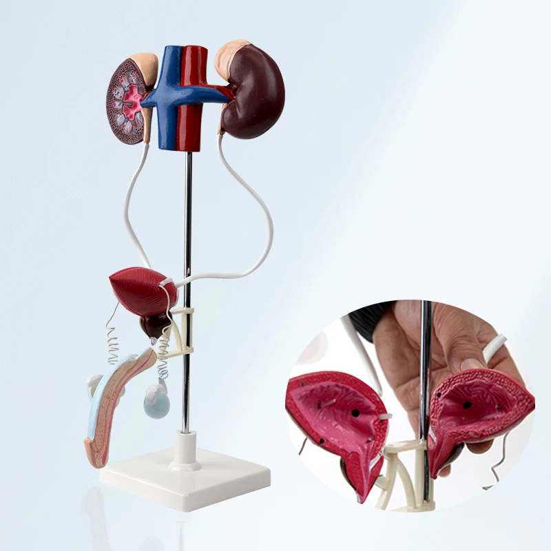 Human Urinary System Model Anatomical Model Male Urinary System