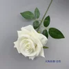 Grande Rose à Cornes - Blanche