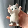 Gato americano de mano corta
