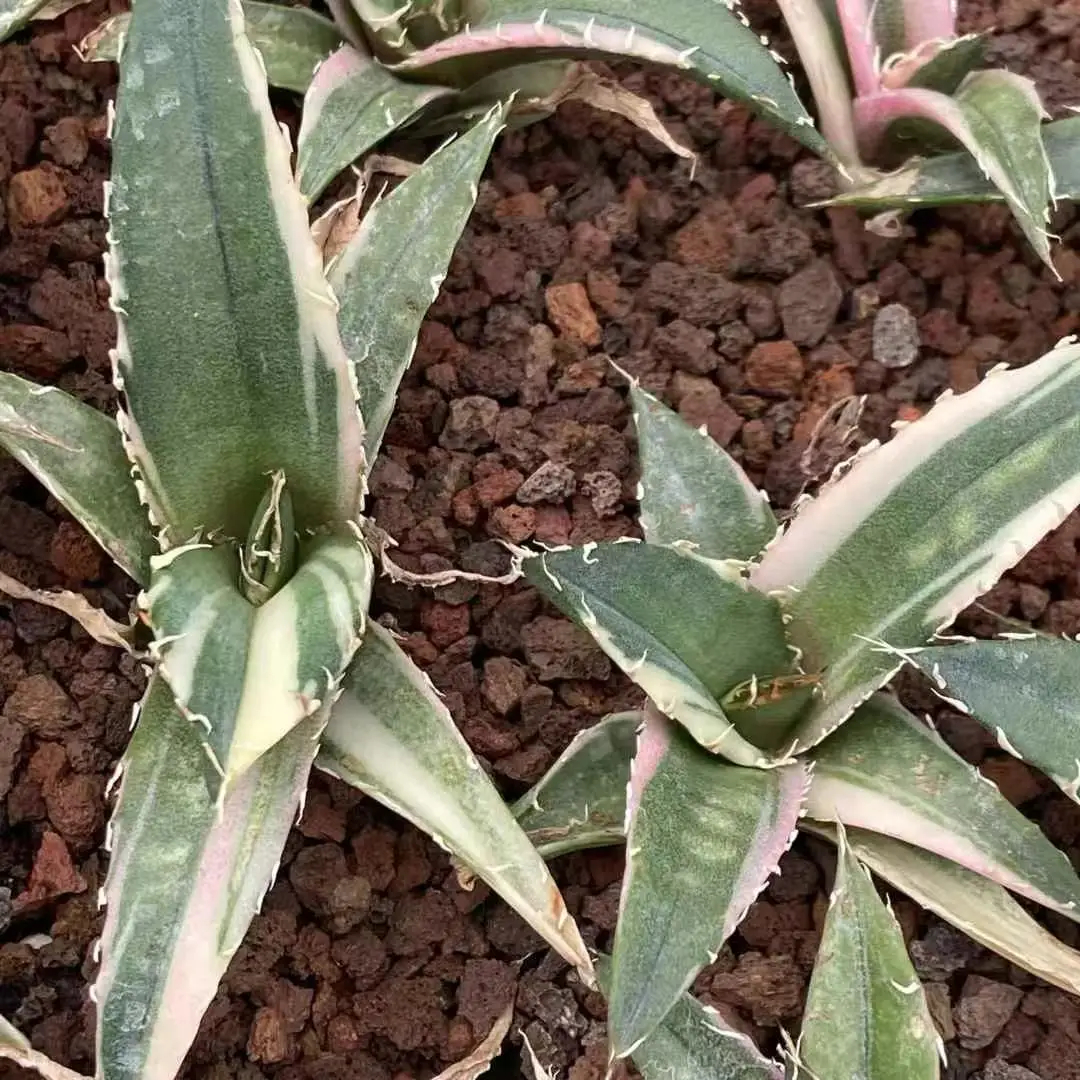 Wholesale Agave Titanota White Whale Variegata Succulent Plants for Indoor  Decoration - Eco-Friendly Option for B2B Buyers