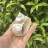 Silvery large snail napkin ring