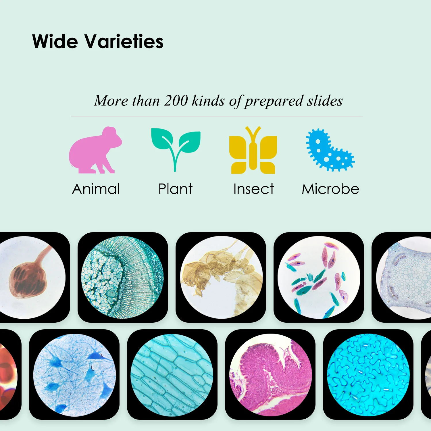 Biology Medical Science High Quality Middle School Teaching Plant And