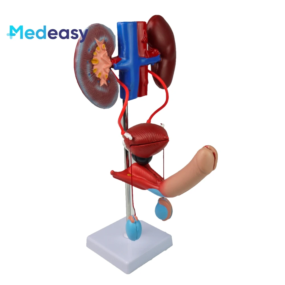 Male And Female Genitourinary System Model,Kidney Anatomy Mold,Bladder ...