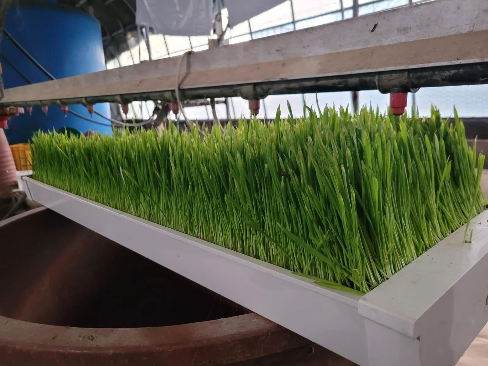 fodder system for sale