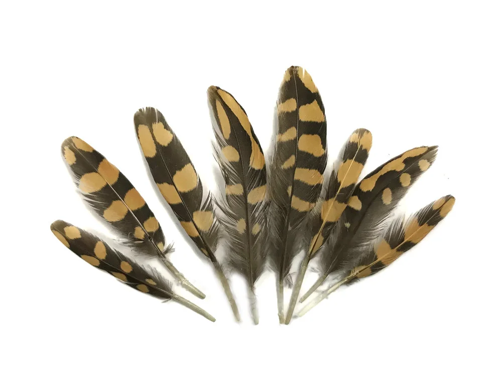 Partridge Pheasant Feathers for Sale  Small  Feathers  Natural