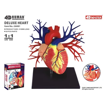 20 Parts Deluxe Heart Anatomy Model Toy for Medical Teaching - 3D