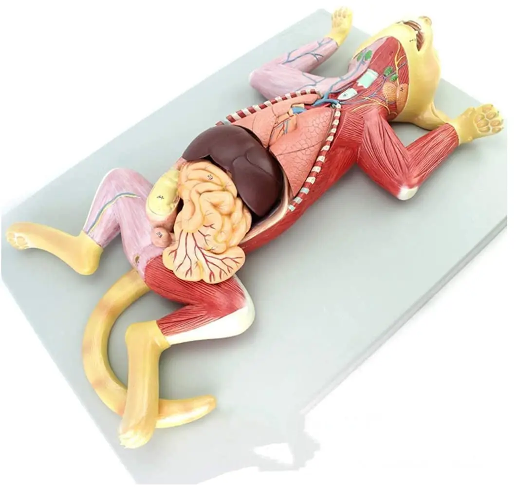 Kyrenmed Cat Anatomy Model Life Size 10 Parts Animal Muscles And