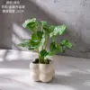 Bonsái del árbol del dinero