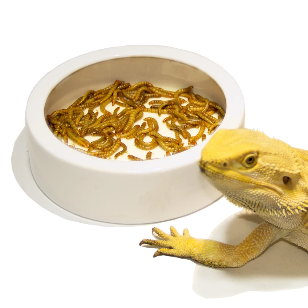 Reptile Food Bowls Ceramic Round Reptile Water Food Dish, Pet Food Bowl For Lizards, Small Snakes, Young Bearded Dragons, Gecko Tortoise