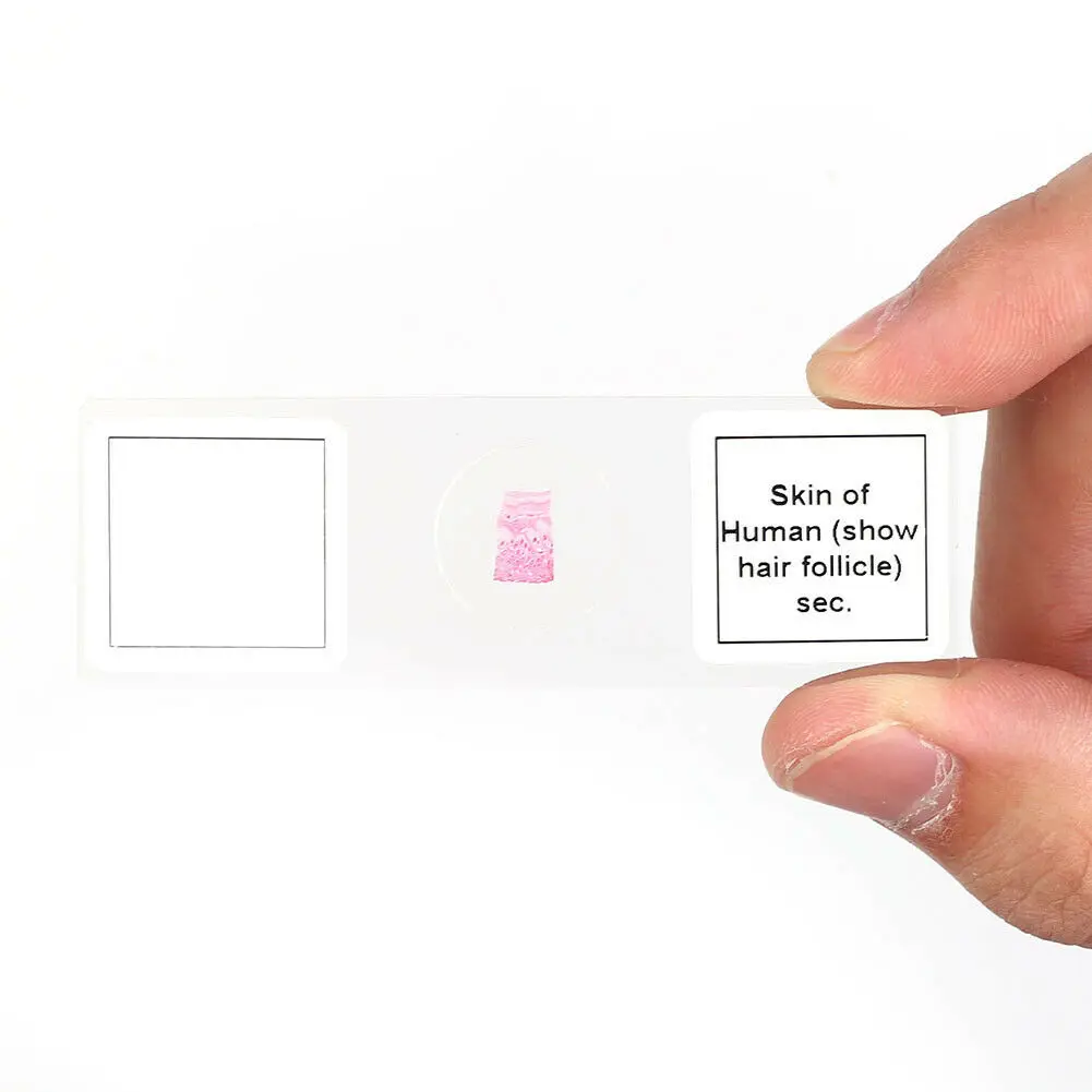 Prepared Microscope Slides Box with Blood Specimen