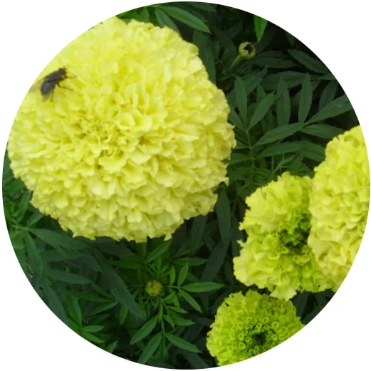 35 45cm Draft Marigold Flower Seeds Marigold Miracle Light Yellow For Sale Buy Marigold Flower Seeds Marigold Seeds F1 Hybrid White Marigold Seeds Cut Flowers Seeds Bee Farming Flower Seed Flower Bulbs Seeds Flower