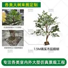 Árbol de banyan de madera maciza de 1.5m de altura - enlace para el depósito