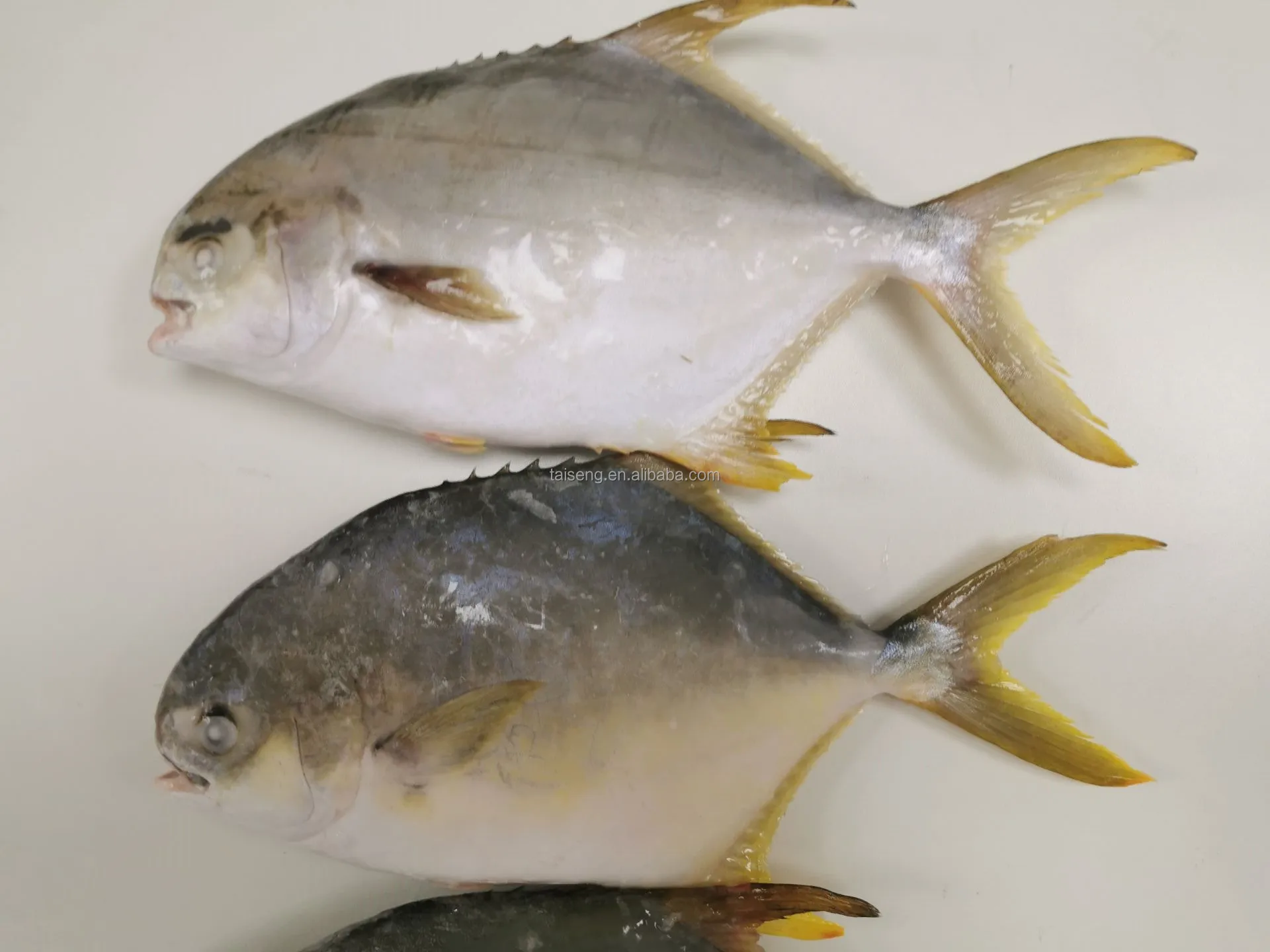 Farm Raised Iqf Iwp Frozen Golden Pompano /pomfret Fish On Sale Buy