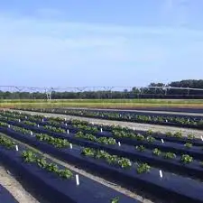 Tree Protector Weed Mat Agriculture Plastic Net Anti Weed Mat Weed Barrier Fabric Black Dust Control Ground Cover