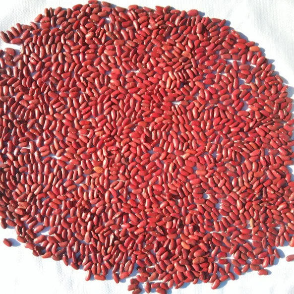 有机英式深红芸豆 - buy red kidney bean,kidney bean,small red