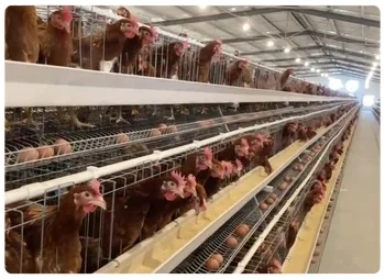 Semi Automatization a Type Automatic Fully Baby Chicken Cage for Sudan Farms