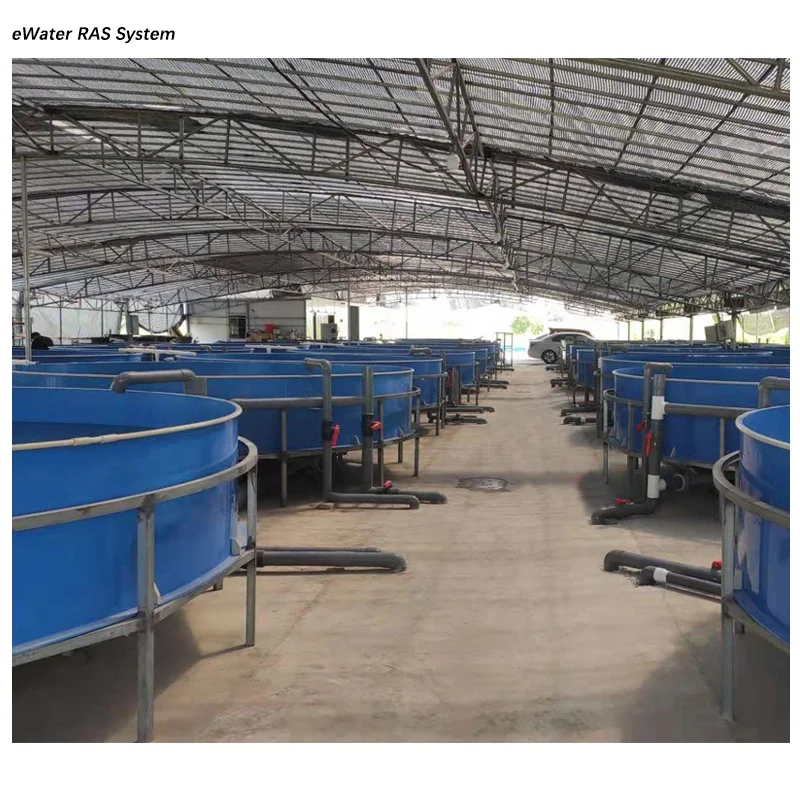 Circular Fish Farm with Tanks  for Commercial Fish Farm  Ras System Equipment Customize Indoor Ras Fish Farming