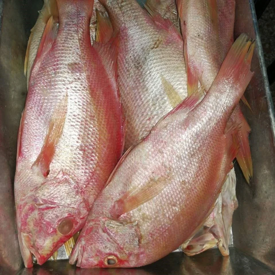 high quality wholesale good price red snappe fish - buy snapper