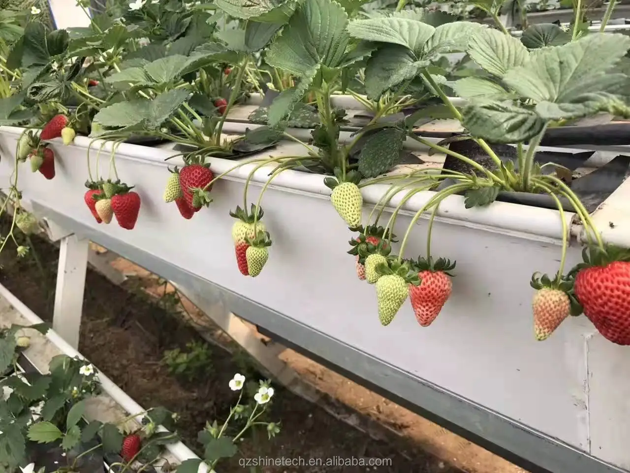 vertical strawberry system
